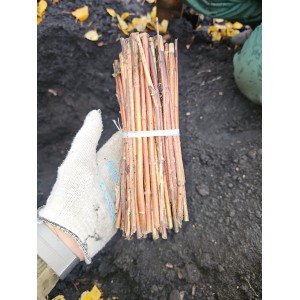 Черенки Чубушника