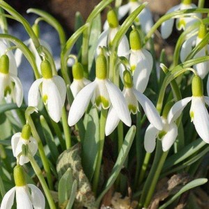 Луковица Кавказского подснежника