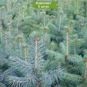 Саженцы Ели Голубой Глаука (Glauca) 40-60 см -  комплект 5 шт.