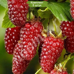 Саженцы красной ежемалины Империал  (Imperial)  -  комплект 5 шт.