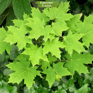 Сеянцы клёна Остролистного (до 20 см) -  комплект 5 шт.