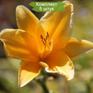 Саженцы лилейника Атен (Aten) -  комплект 5 шт.