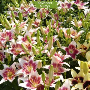 Луковицы лилии Strawberry and Cream (Земляника и Крем ) AZ -  комплект 5 шт.
