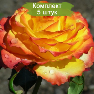 Саженцы чайно-гибридной розы Текила Санрайз (Tequila Sunrise) -  комплект 5 шт.