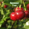 Комплект 5шт / Вишня Малиновка