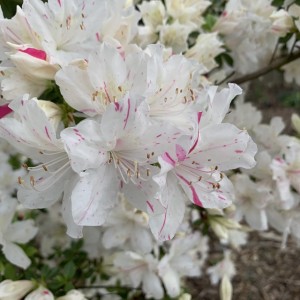 Саженец рододендрона Гейша Вейс (Geisha Weiss)  (белый )