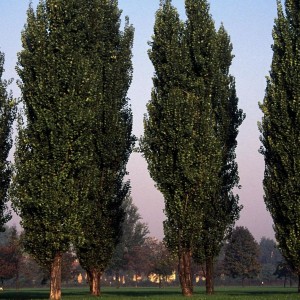 Саженец тополя Чёрного (от 150 см)