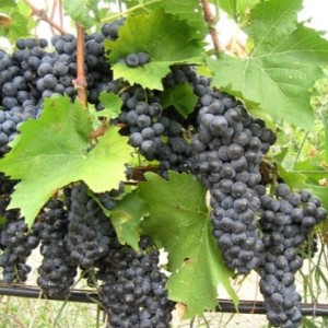 Виноград Альминский