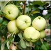 Яблоня Белое летнее