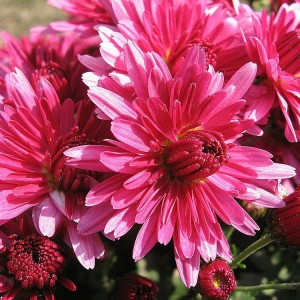 Саженец хризантемы мультифлора ПАН лилак (Pan Lilac) (Ярко-малиновая )