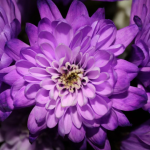 Саженец хризантемы мультифлора Сунд Пурпур (Фиолетовая )