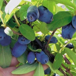 Саженец жимолости Бореалис (Borealis)